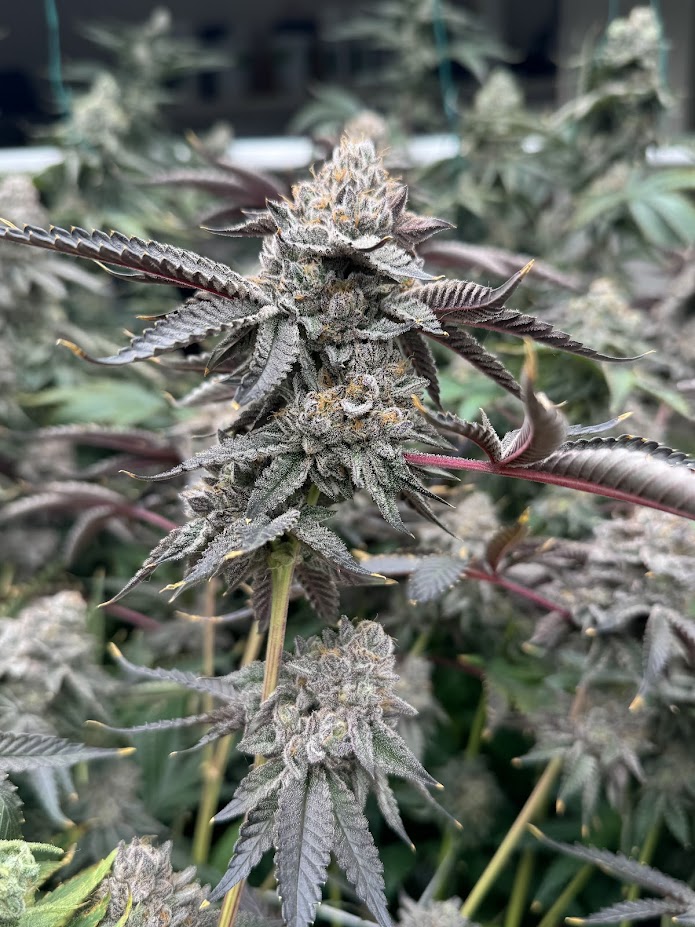 Gelato 41