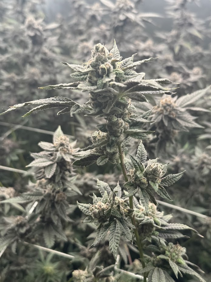 SFV OG